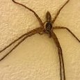 Heteropoda venatoria