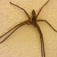 Heteropoda venatoria